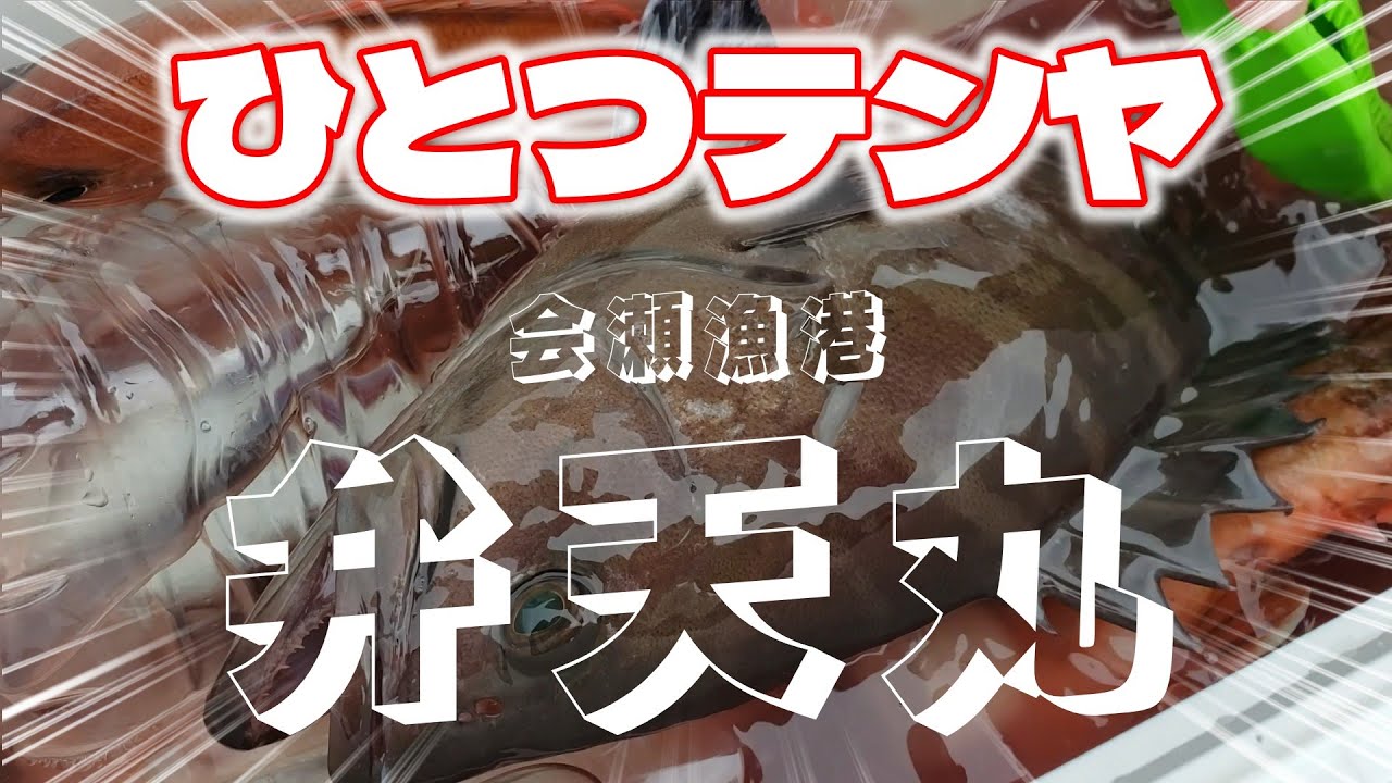 【真鯛】使用テンヤ等は概要欄へ☆弁天丸☆