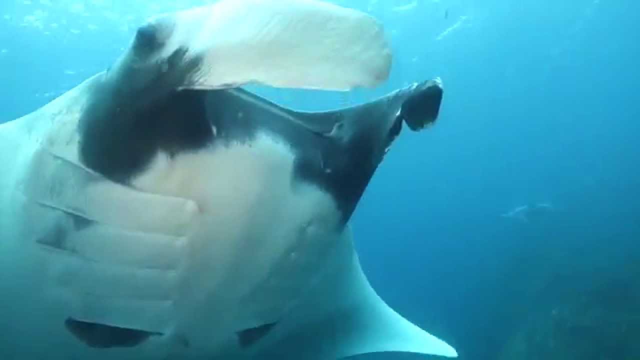 Manta Rays on a Sail and Dive Charter in Thailand