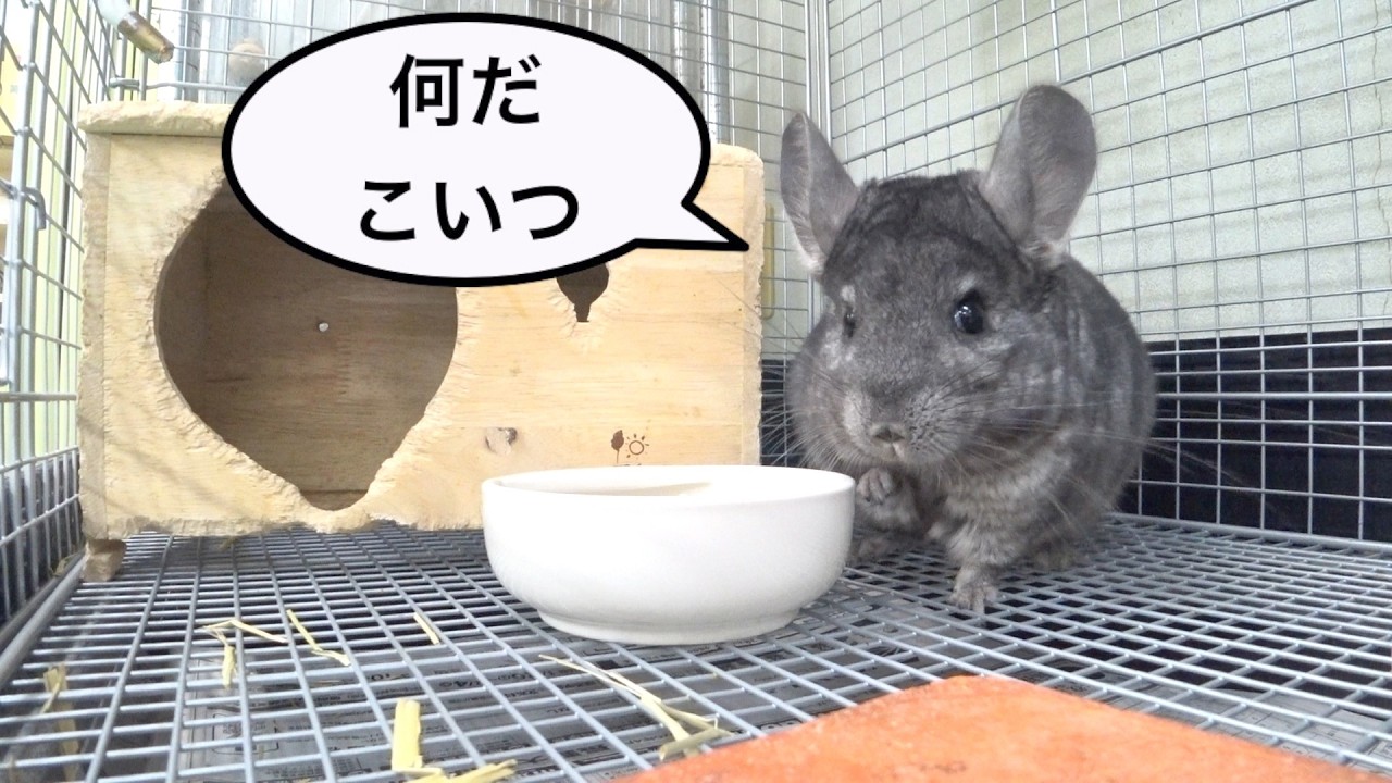 R8 02 14 littluce　リトルーチェの小動物紹介（デグー、チンチラ、ジャンガリアンハムスター）