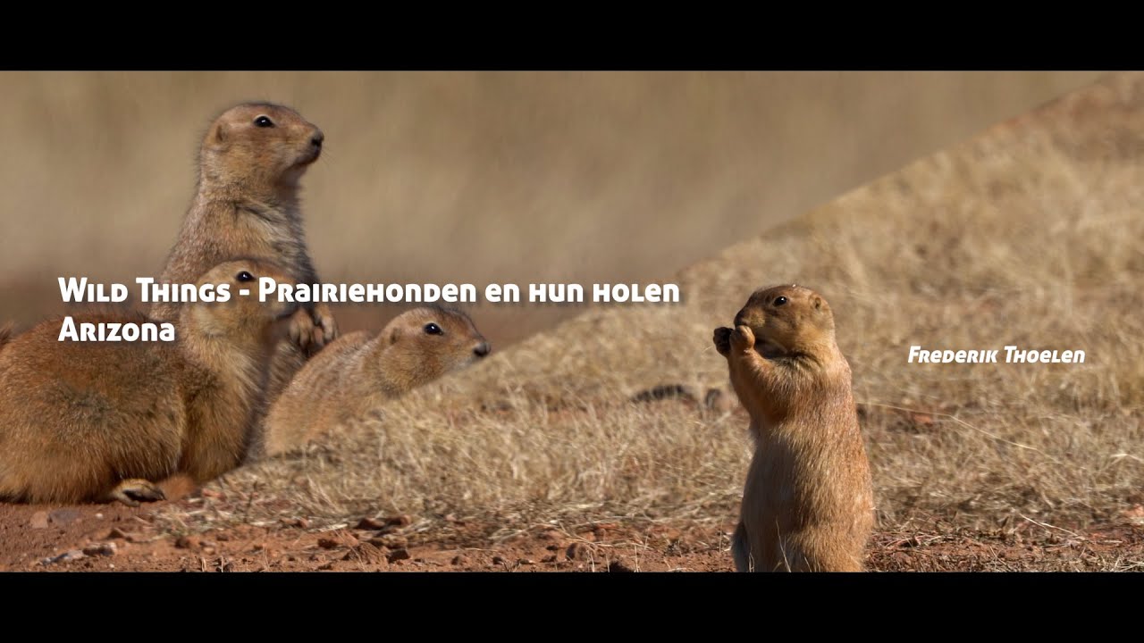 Wild Things - Prairiehonden en hun holen
