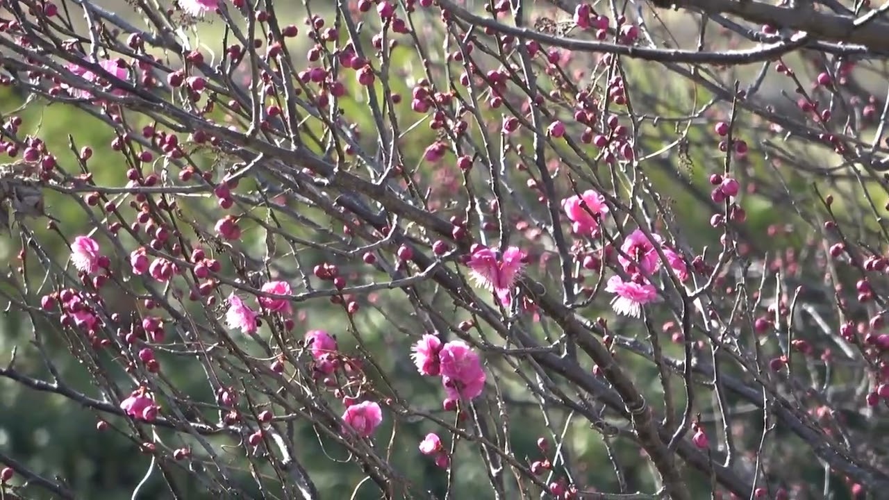 ワイエムエス　フレンドリー　北九州市立総合農事センターの鹿児島紅梅が花つけ　2026/01/17