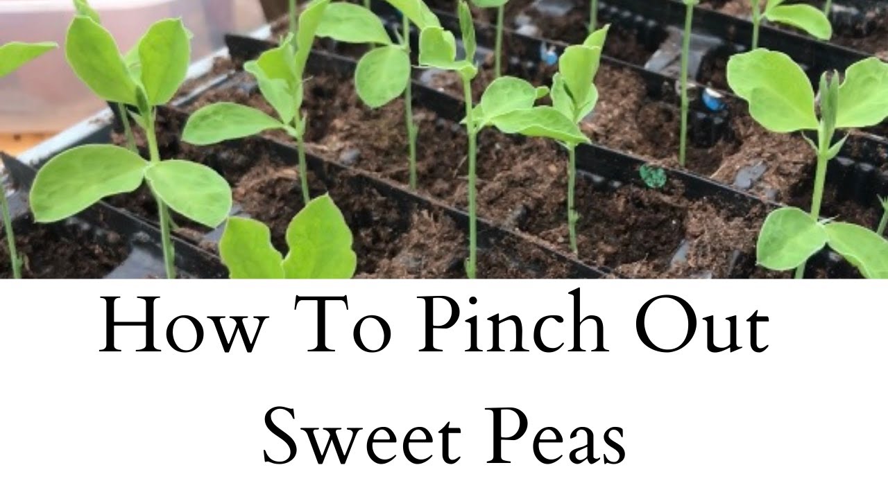 Pinching Out Sweet Peas | Sweet Pea Update | Cut Flower Garden