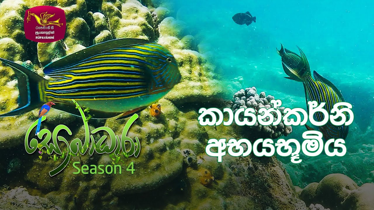 Sobadhara - Sri Lanka Wildlife Documentary | 2021-12-24 | Kayankarni Sanctuary (කායන්කර්නි අභයභූමිය)