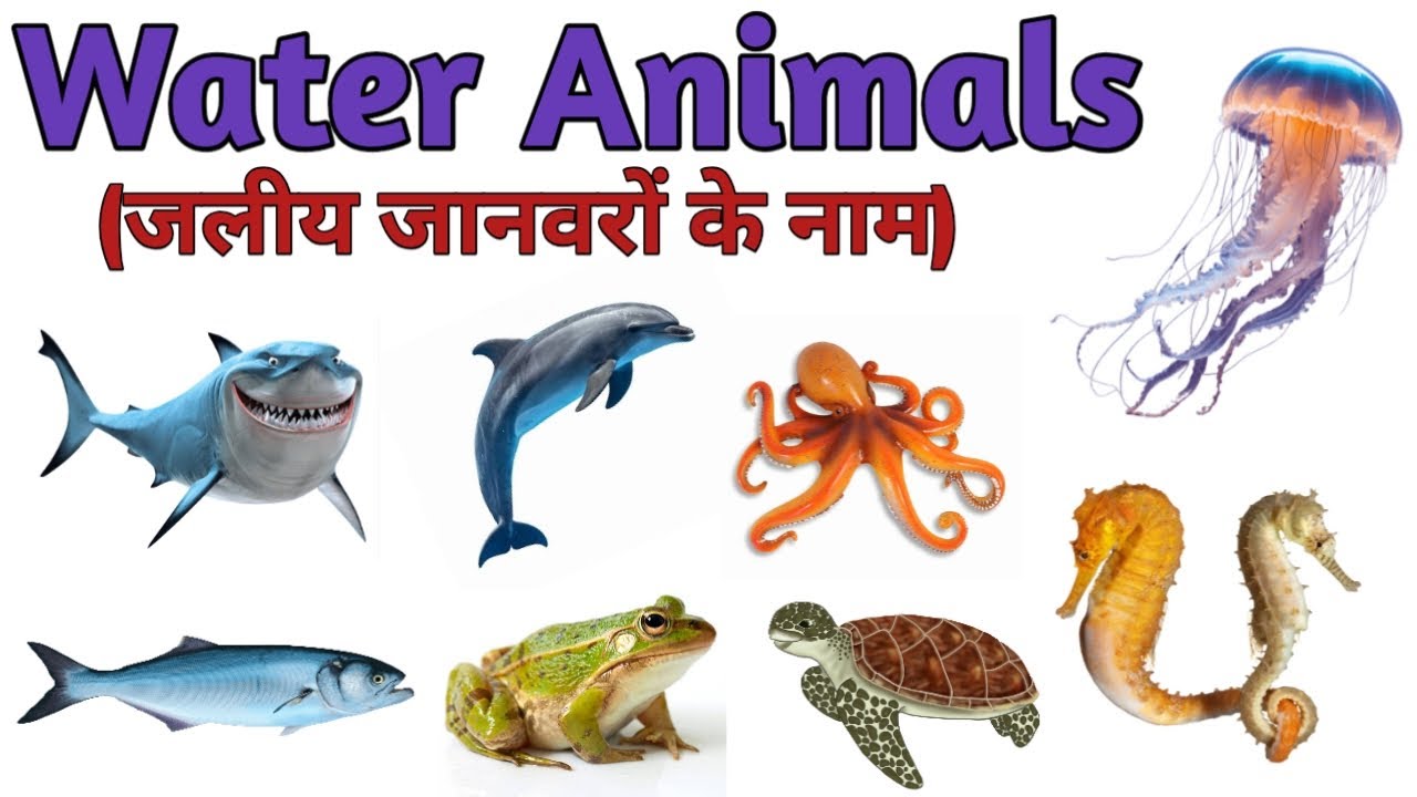 Sea Animals Name in Hindi & English | Hindi Learning Video | पानी वाले जीव 