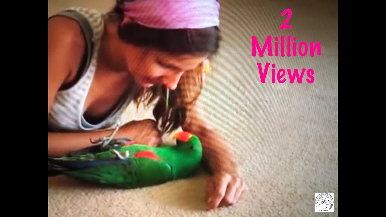 Eclectus Parrot Jealous