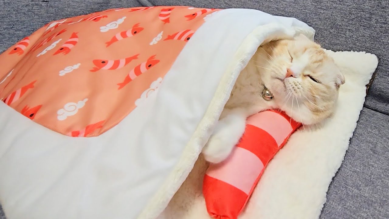 猫にお布団をプレゼントしたら秒でこうなった...