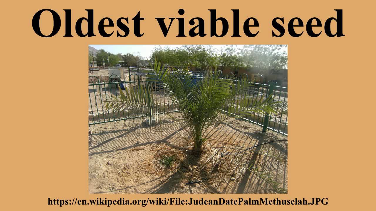 Oldest viable seed