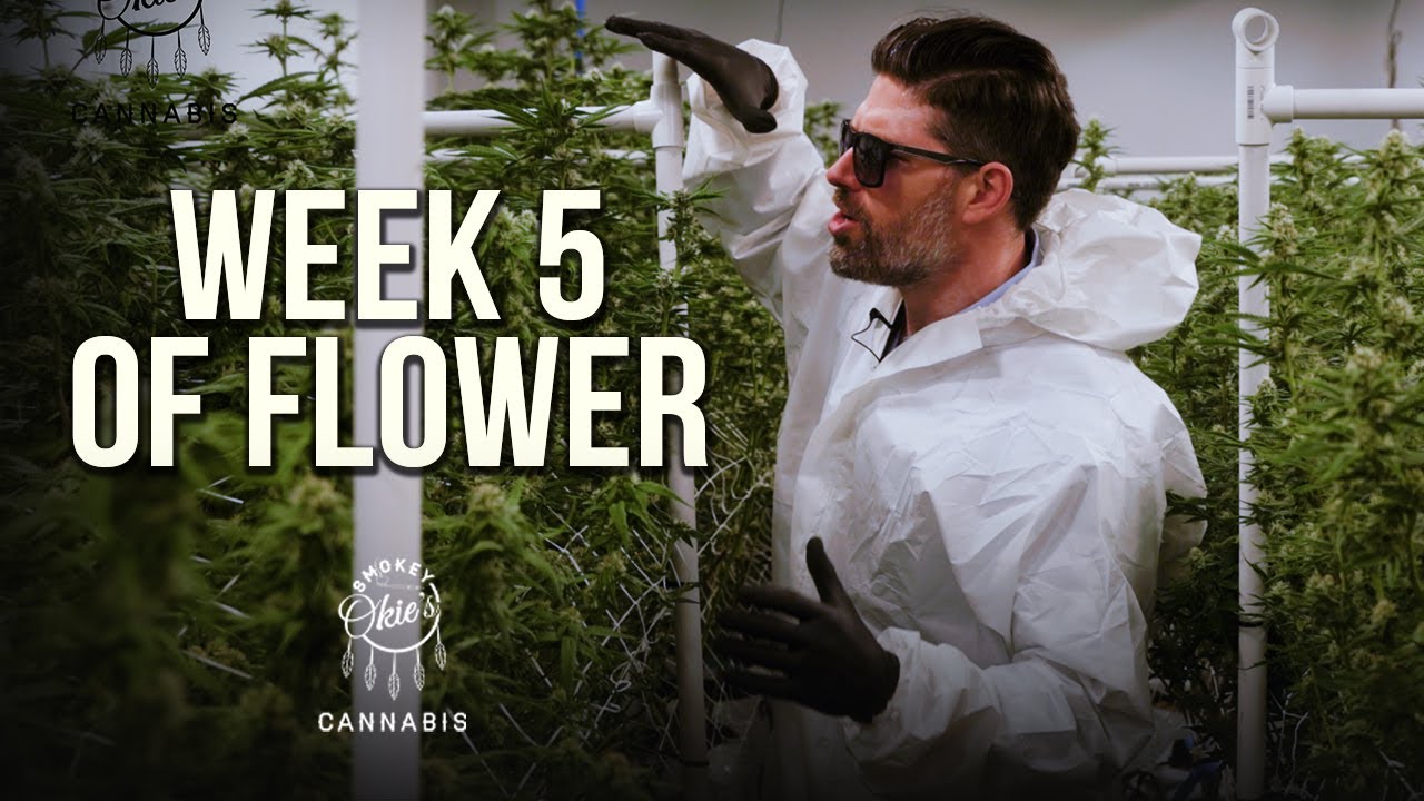Week 5 of the Cannabis Flowering Period | Week-by-Week Guide with Smokey Okies