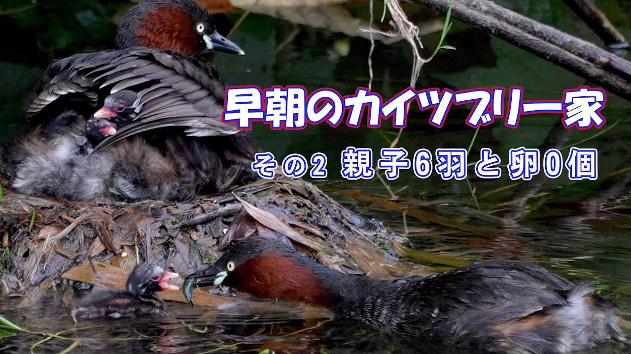 早朝のカイツブリ一家 その2　 A family of early-morning kites, Part 2