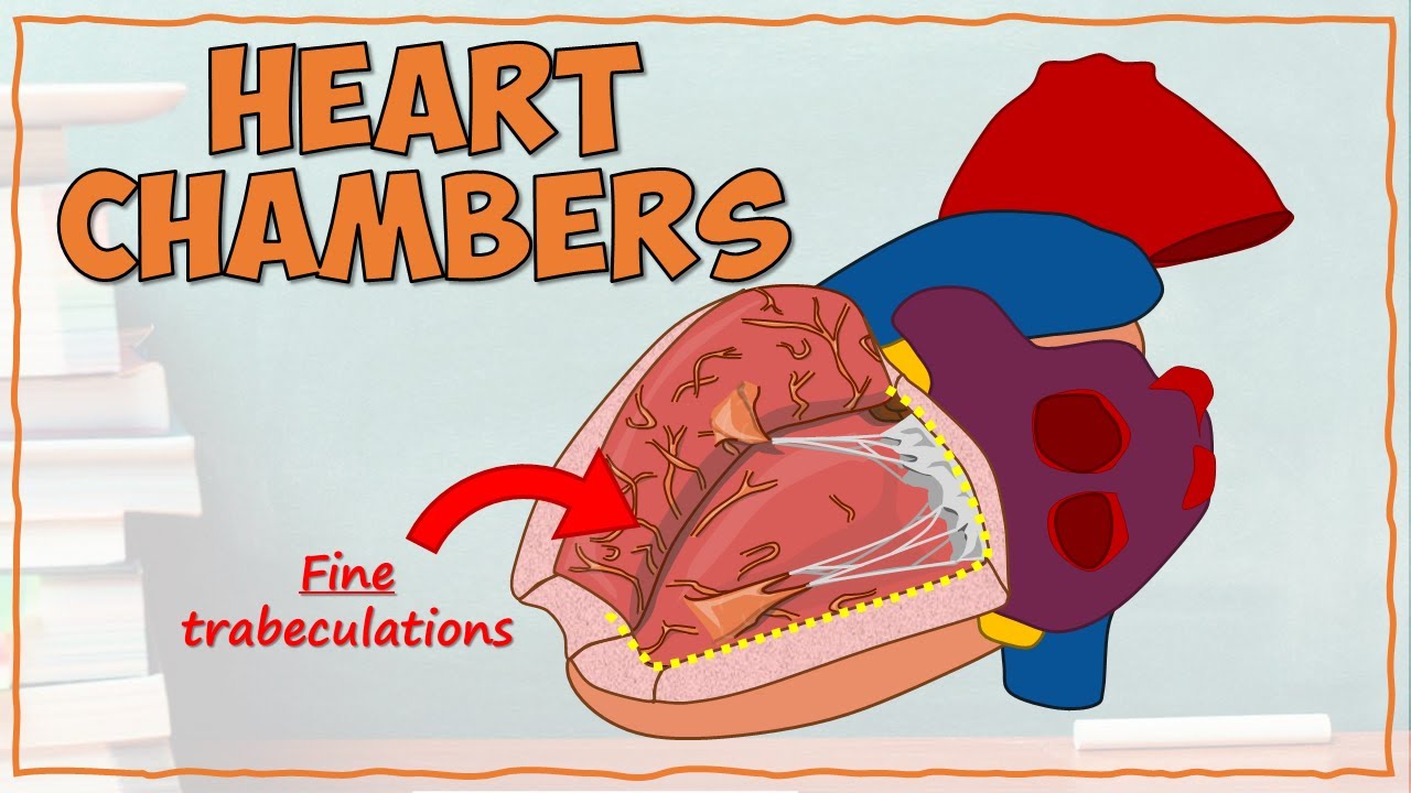 DETAILED Anatomy of the Heart Chambers