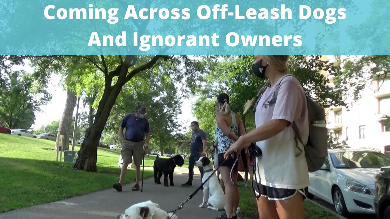 Off-Leash Dog Etiquette 101: Coming Across Off-Leash Dogs With Ignorant Owners, Speak Up