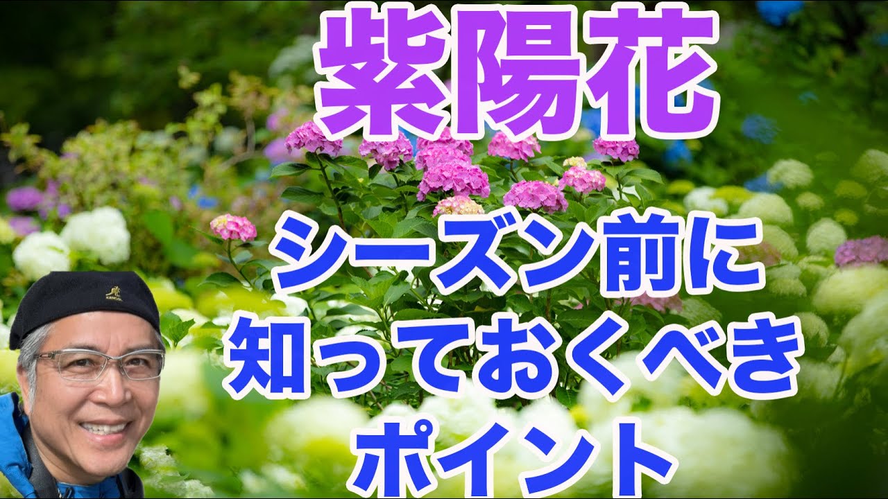 紫陽花シーズン前に知っておくべきポイント