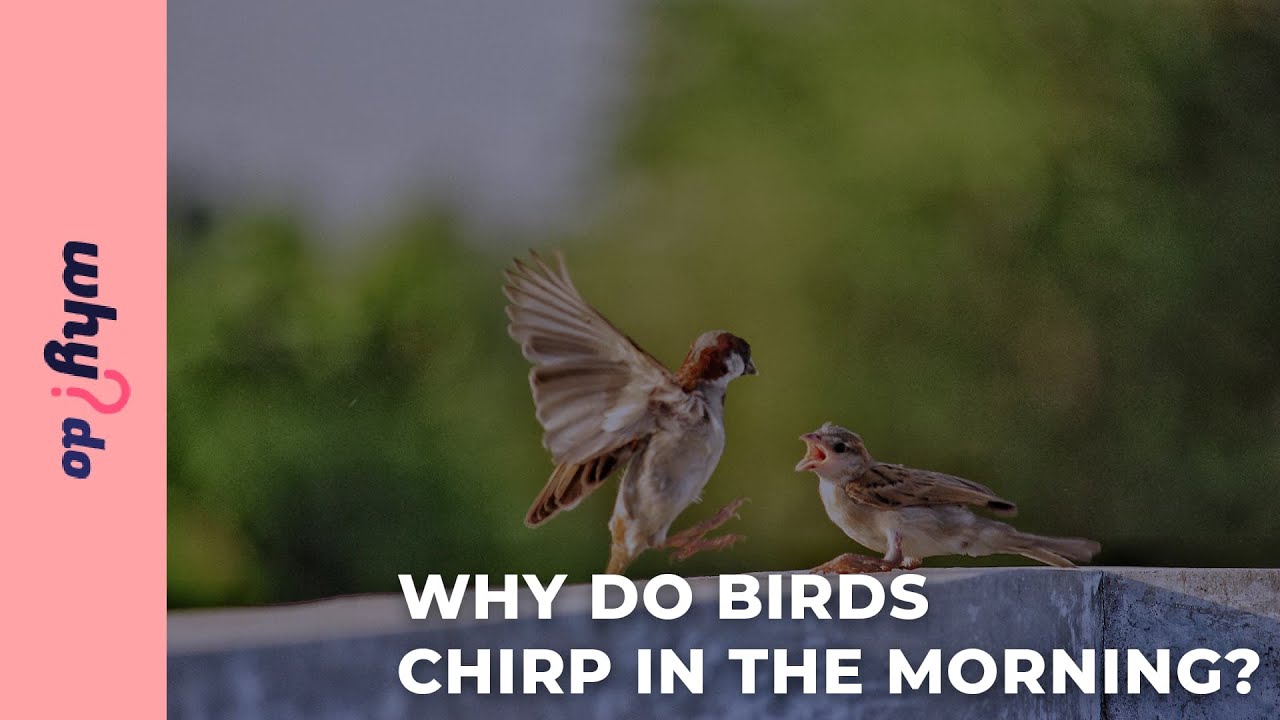 Why Do Birds Chirp In The Morning? | Why.Do