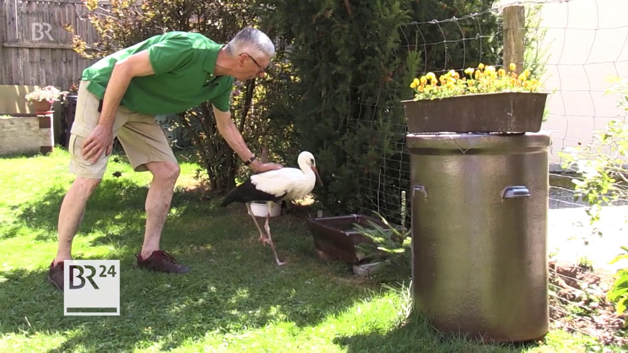 Abgestürzter Jungstorch 