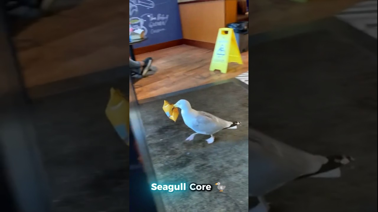 Seagull Core 🦤