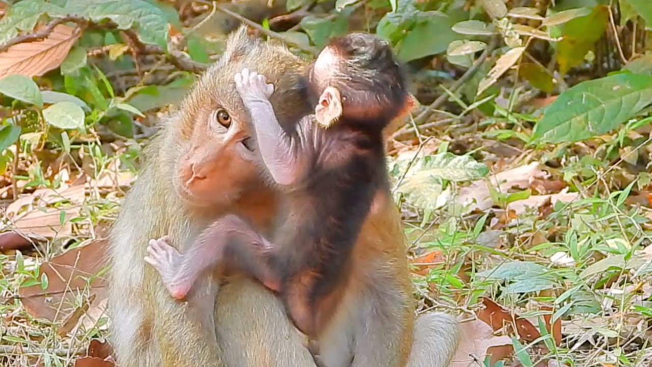 Baby  Ken Is Lovely One And Mom Karita Too