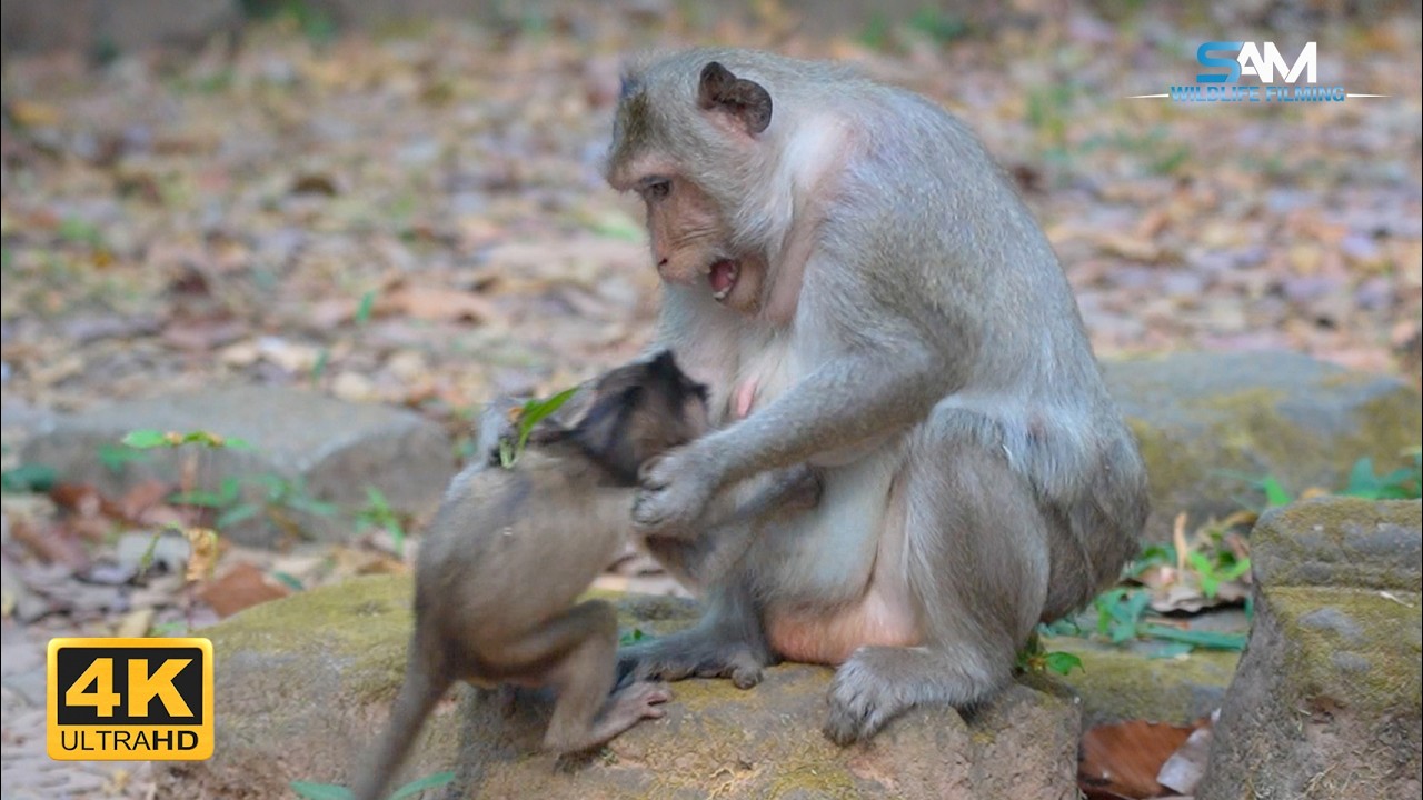 Smart Mom: SPRING Teaches Patience Before Feeding