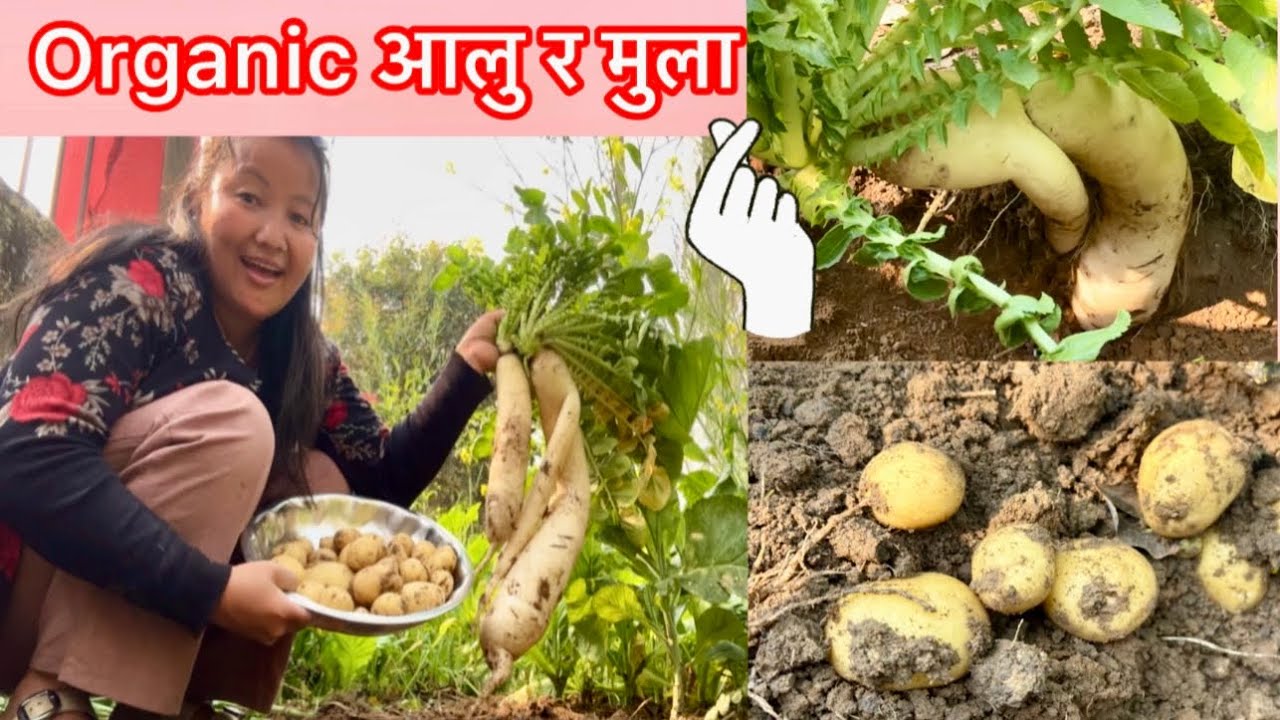 पल्टन मा बसेर पनि खेति बारी🤭….! आज आलु र मुला खन्दै छु है साथी हरु 😅😅 #vlog #trending #youtube #love