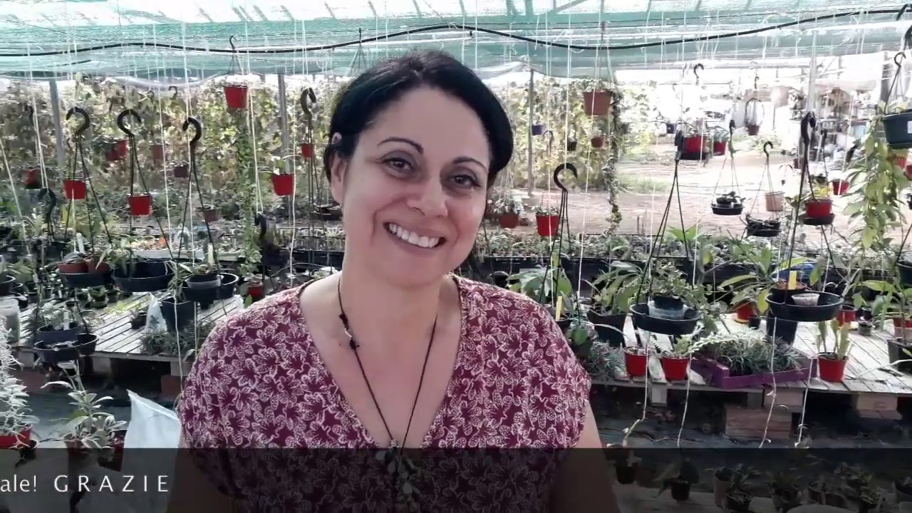 Come travasare una talea di hoya o fiori di cera