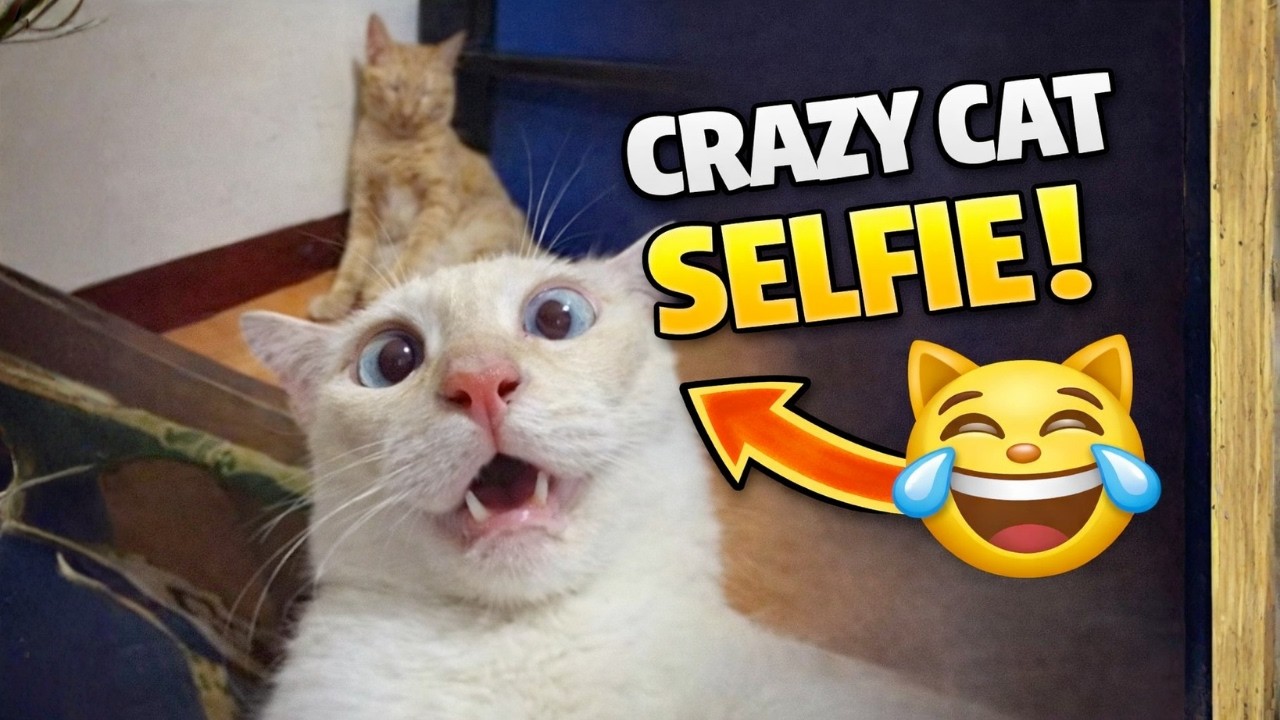 This Cat's Face Says Everything 😂🐱 | Hilarious Cat Moment