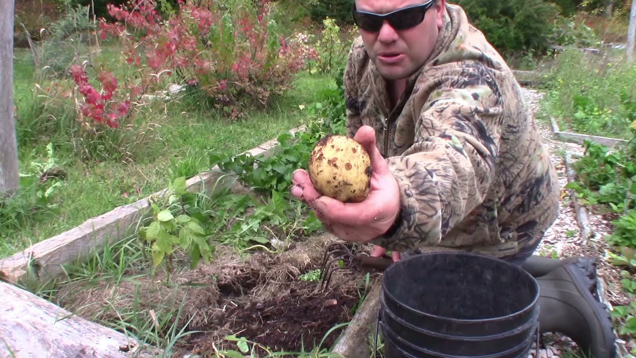 The Great potato reveal!!