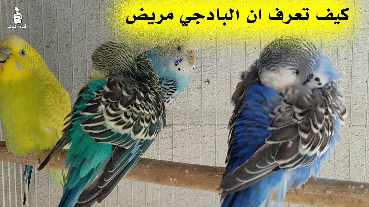 اذا كان عصفور البادجي يسوي هذه الحركة طوال اليوم اعرف انه مريض