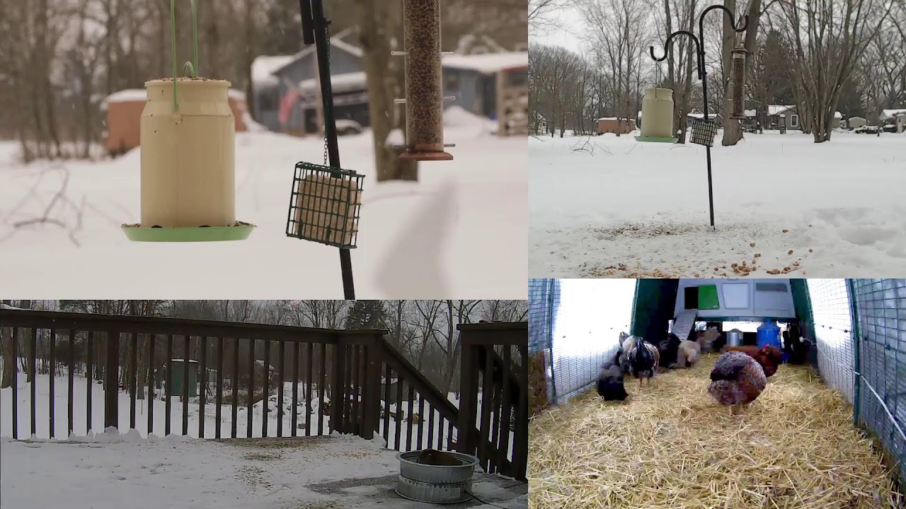 Backyard Birdfeeder & Chicken Coop Cam 🔴 Winter's Field and Flock Ambient Live Stream