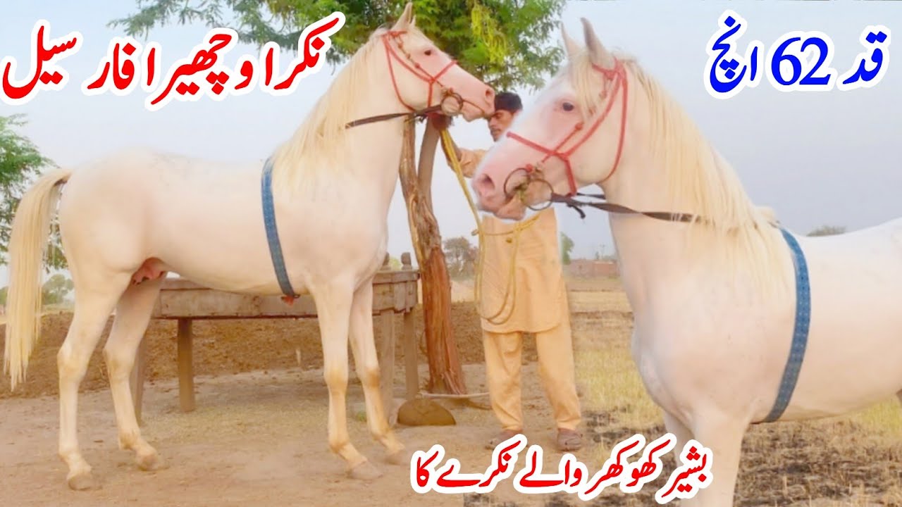 Beautiful Nukra Wachera For Sale | White Nukra Horse For Sale 2025