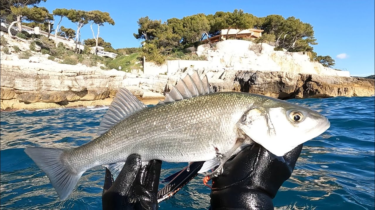 Chasse sous marine Hiver 2025/2026