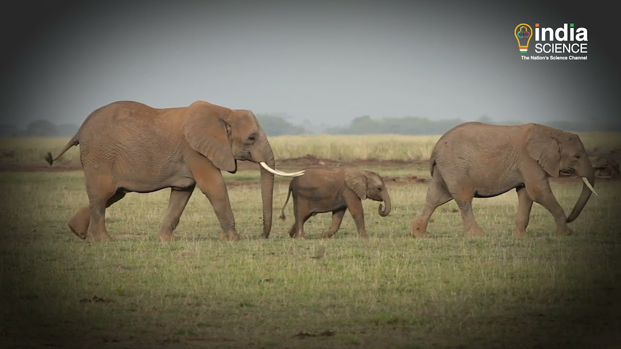 Study on The Behaviour of Elephants