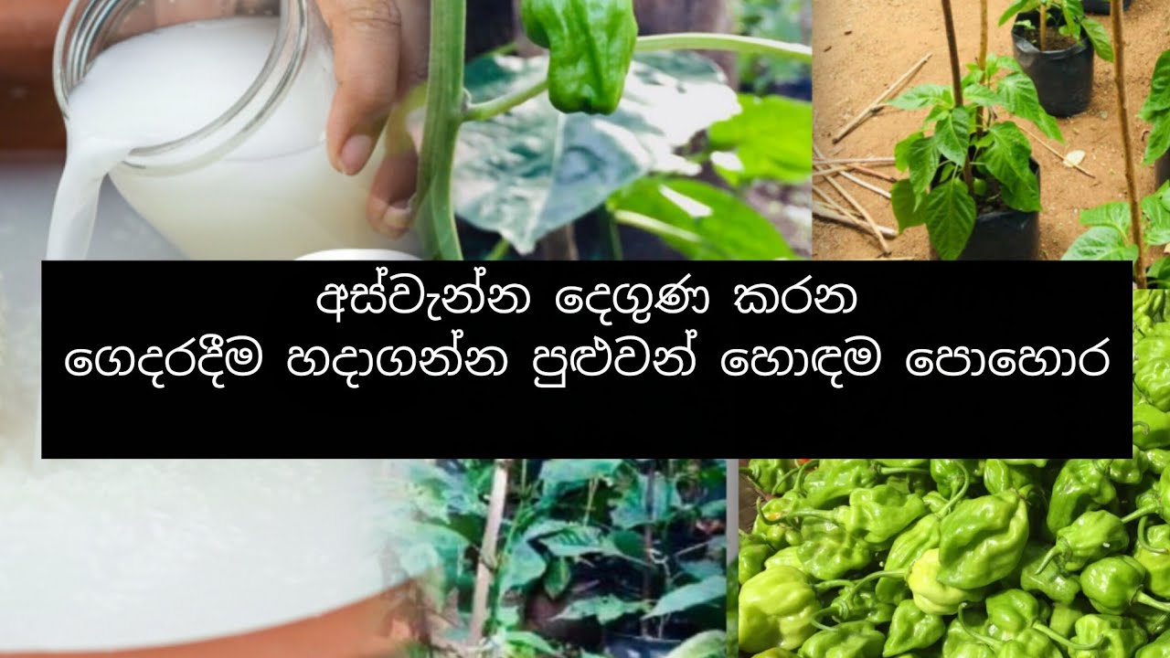 නයි මිරිස් අස්වැන්න දෙගුණ කරන රහස: හාල් වතුරේ පුදුම ගුණ 😲🌱 #sideincome #savemoney 