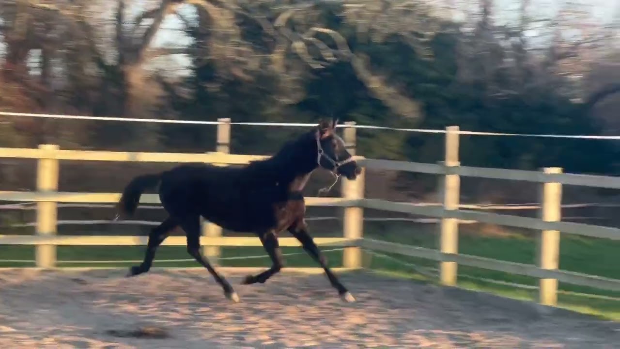 £2500 for nothing!! 2024 pony mare by Opoque x Danone