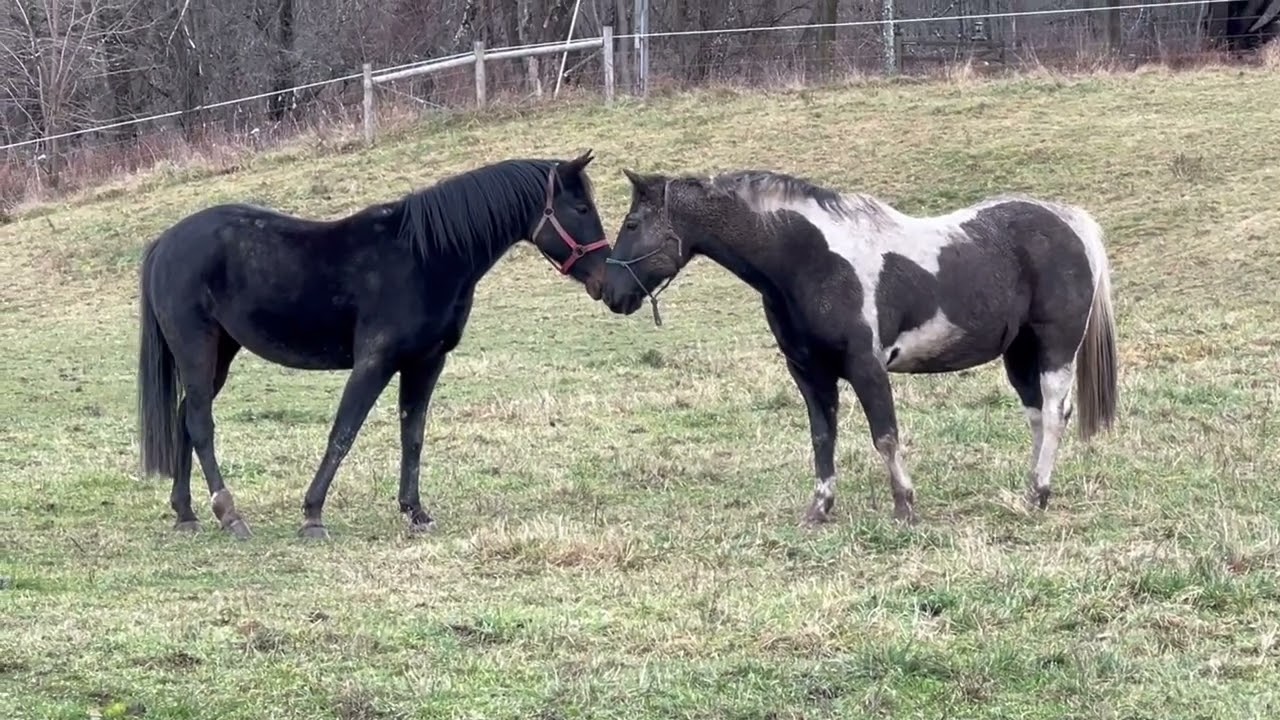 The new horses join the resident herd