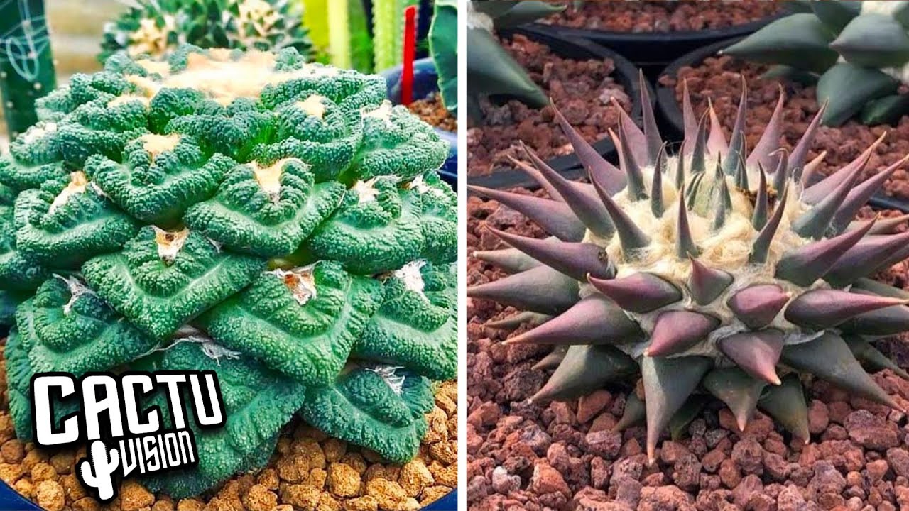 10 Tipos De Suculenta Ariocarpus