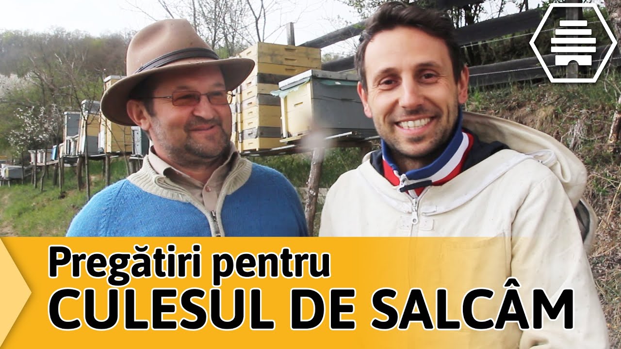 Cum si când se pregatește Mihai Grama pentru CULESUL MIERII DE SALCÂM