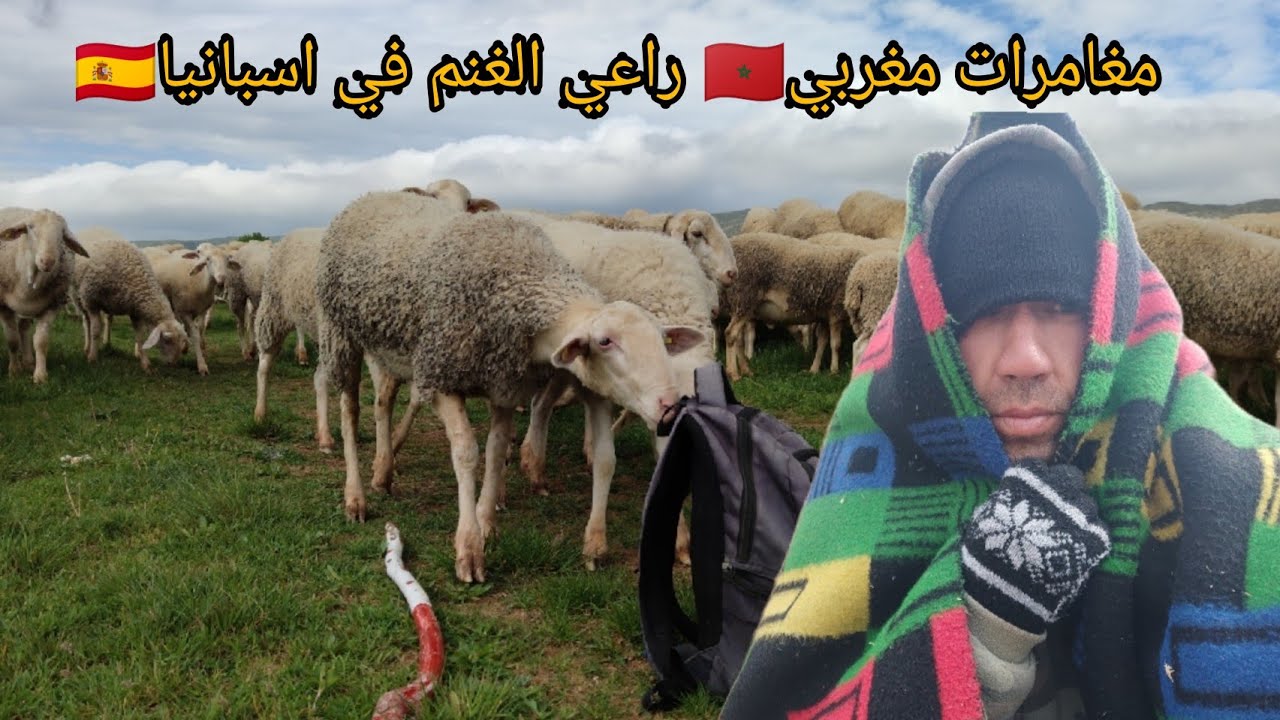 شاهد مغامرات مغربي🇲🇦 راعي الغنم في اسبانيا🇪🇸