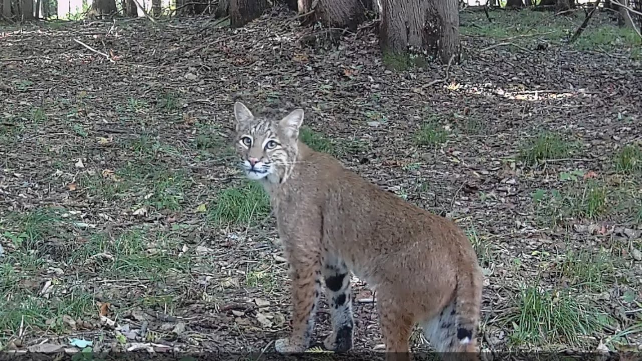 Bobcat vs. Squirrel (Full Video)