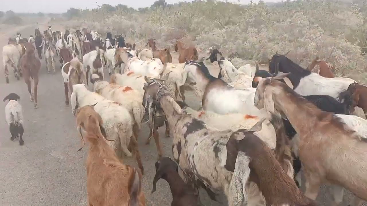 Goat Mating II Goat cross match II Goats meeting II 
