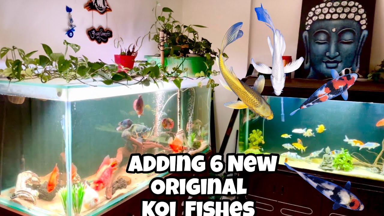 🔥 Adding NEW Original KOI Fish | Showa Koi, Utsuri Koi, Butterfly Koi | Full Aquarium Tour 🔥