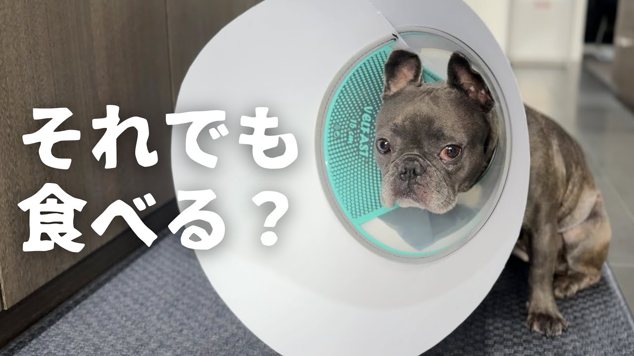 【誤飲対策】1週間に2度の麻酔手術…。二度とさせないと誓ったら、大変なことになりました。