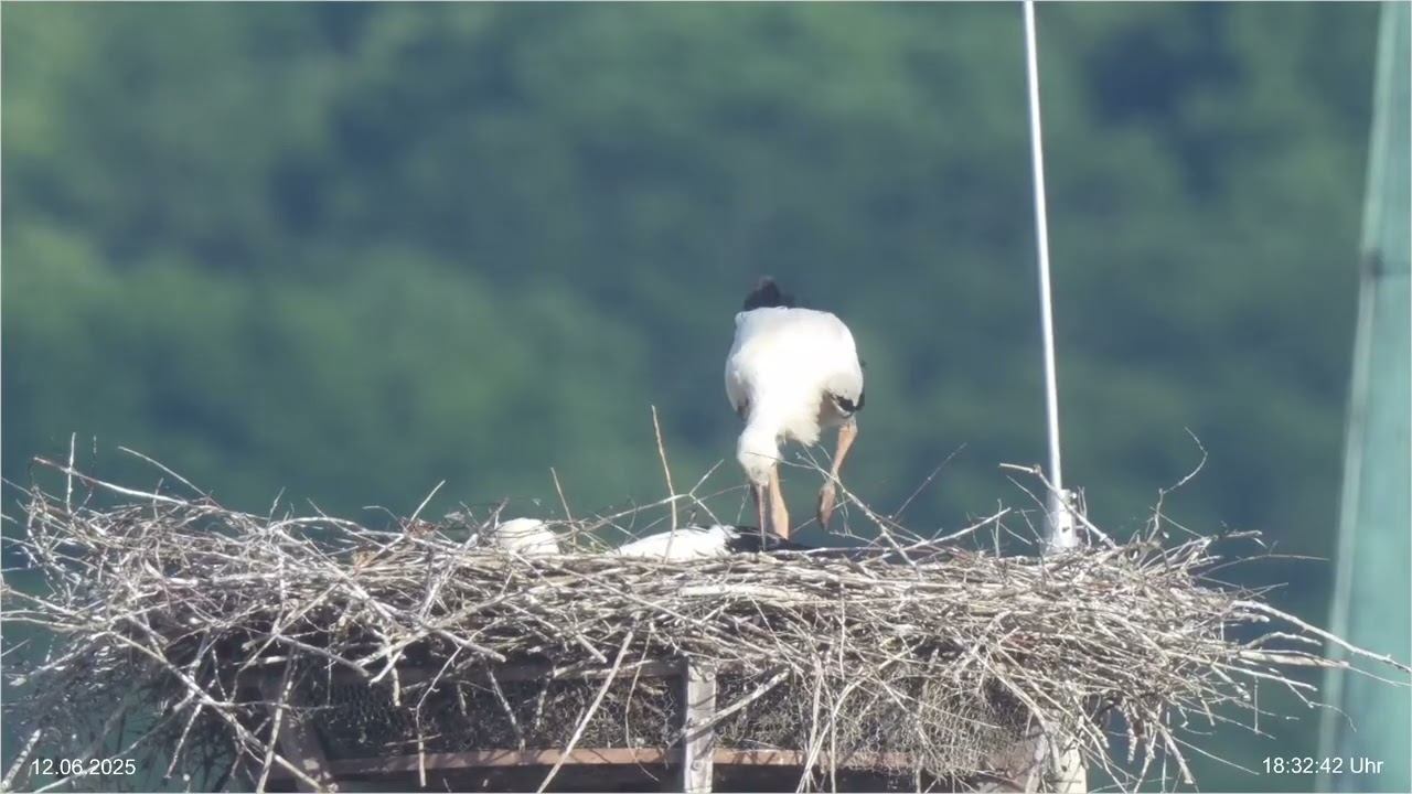 Strick im Nest