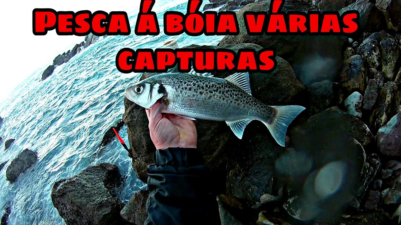 PESCA Á BÓIA VÁRIAS CAPTURAS