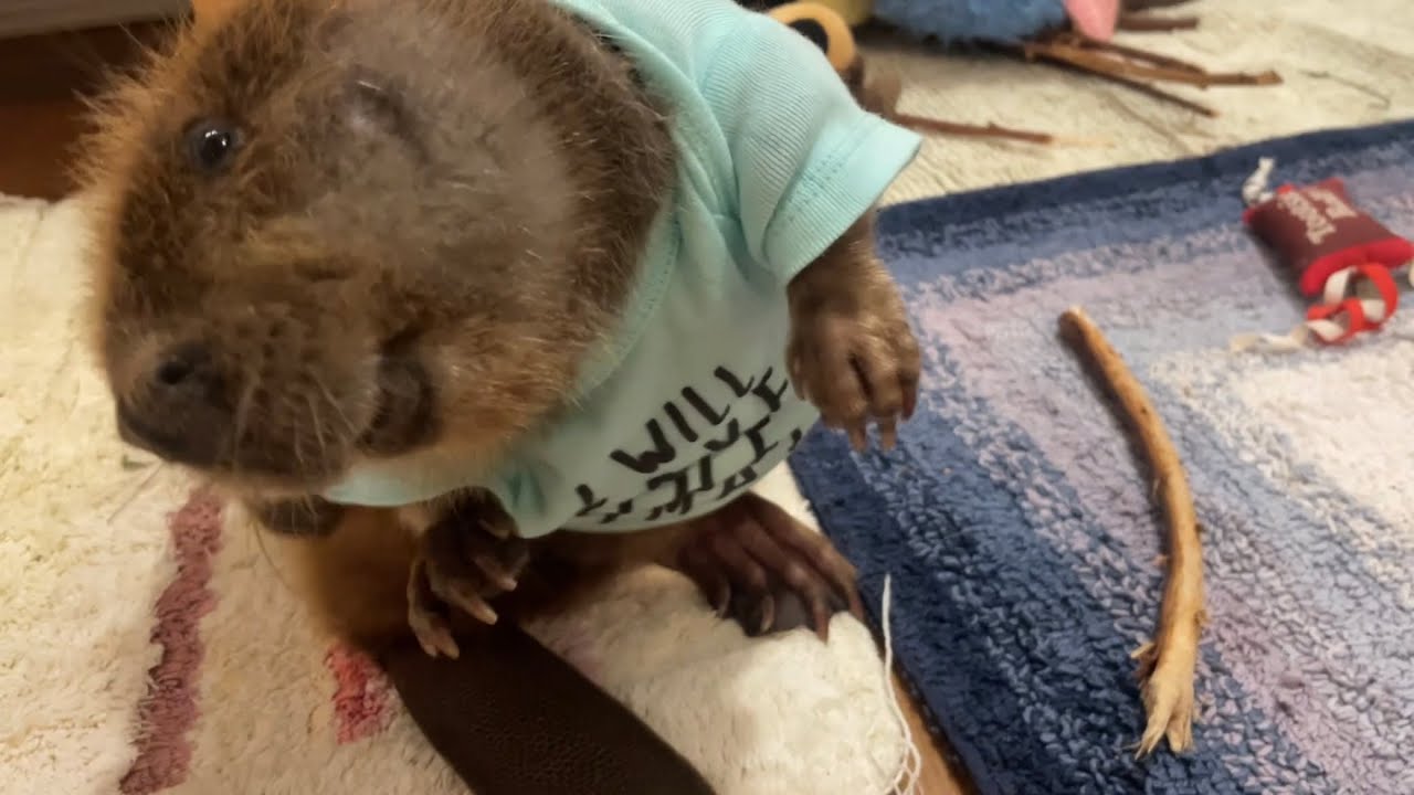 Social time with Tulip