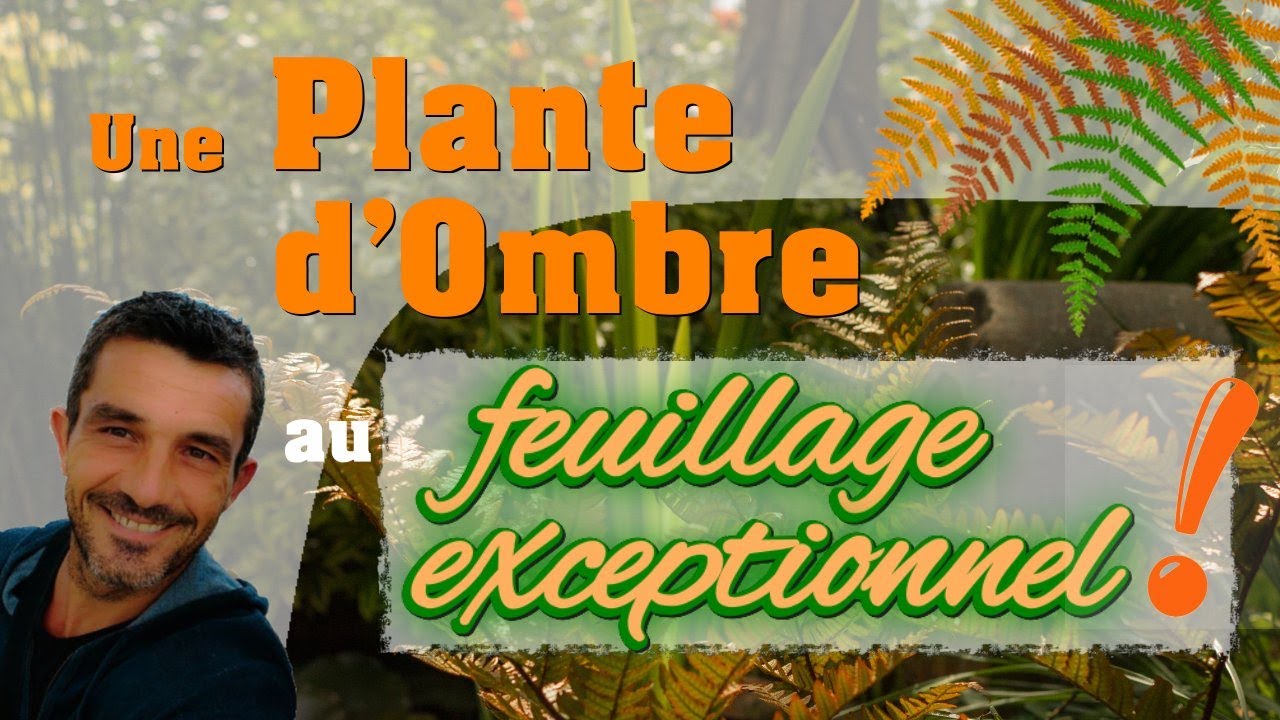 Une vivace d'ombre au feuillage exceptionnel