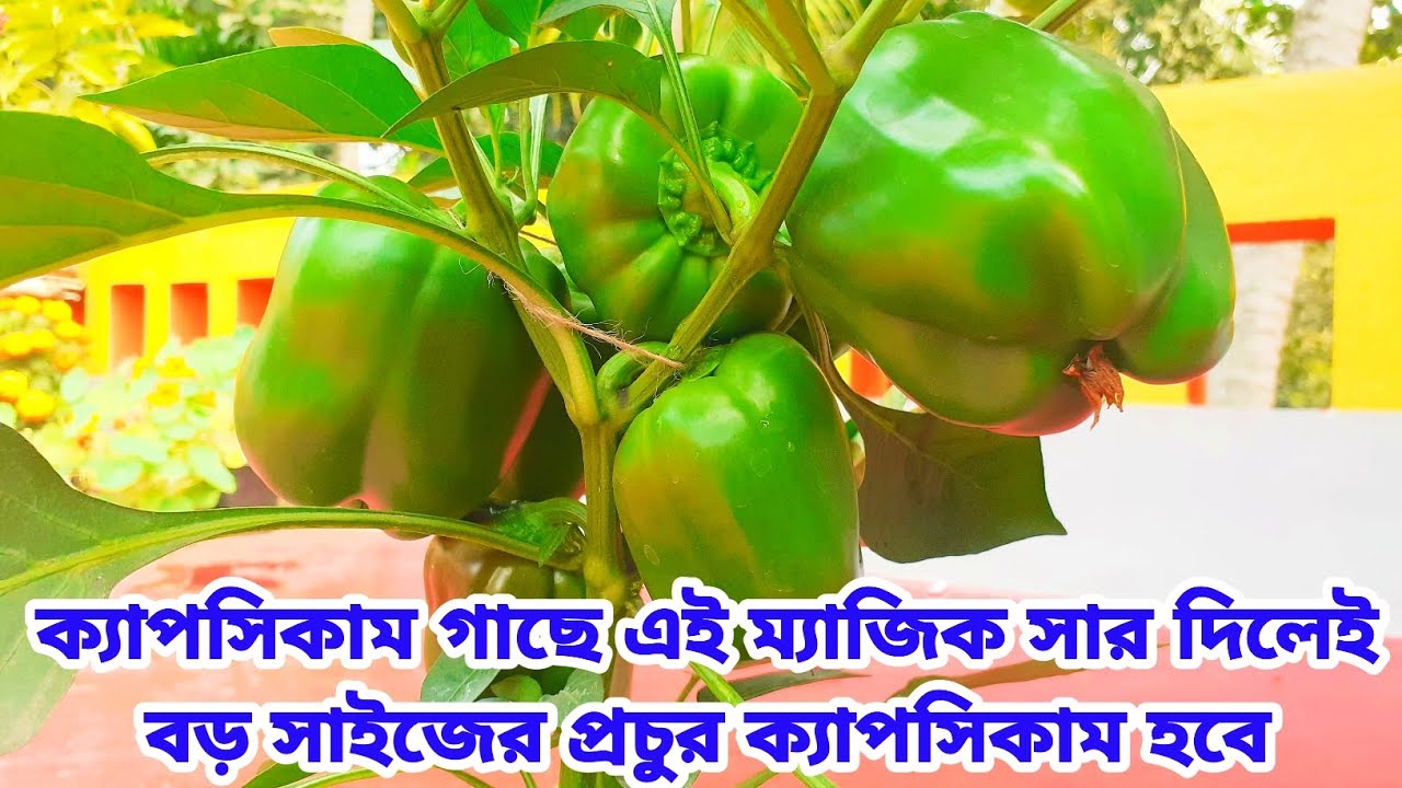 ক্যাপসিকাম গাছে এই ম্যাজিক সার দিলেই বড় সাইজের প্রচুর ক্যাপসিকাম হবে Capcicum Plant Care