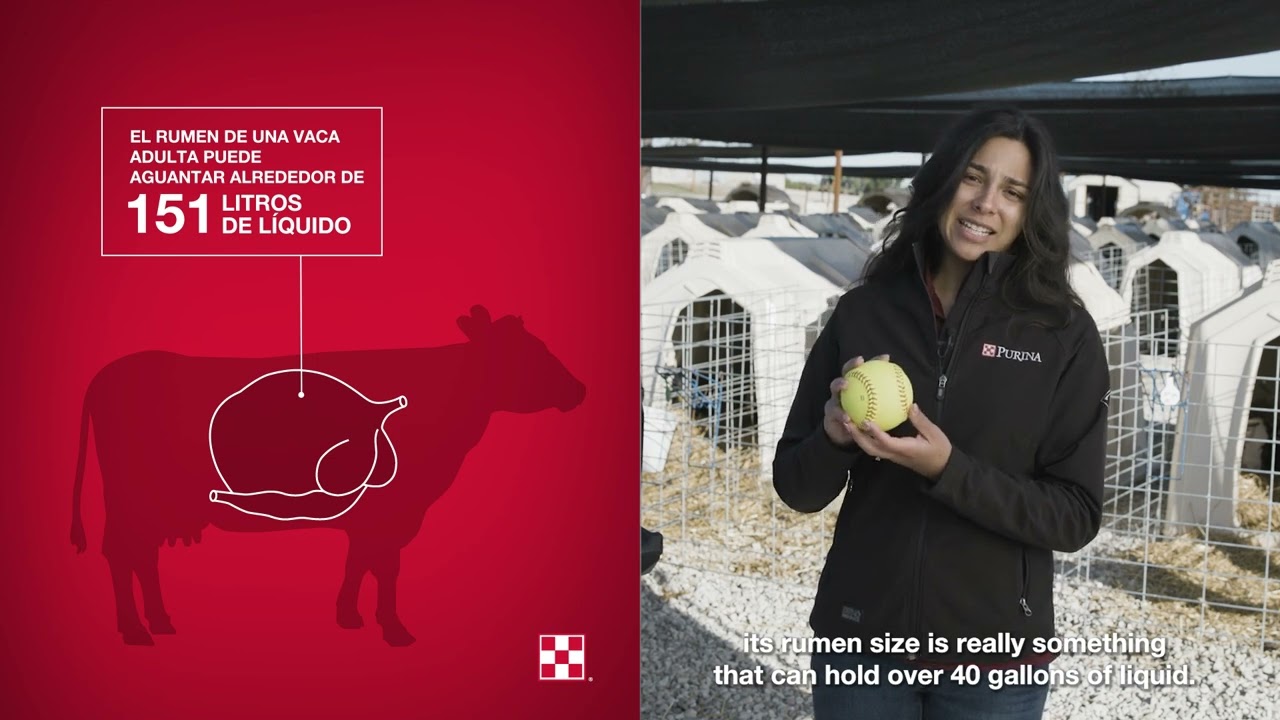 Grain Management for Pre-Weaned Calves (Spanish)