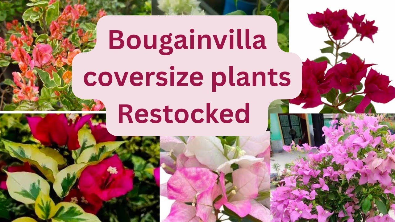 Bougainvilla coversize പ്ലാന്റ്റുകൾ ₹80 മുതൽ #gardening #bougainvilla 