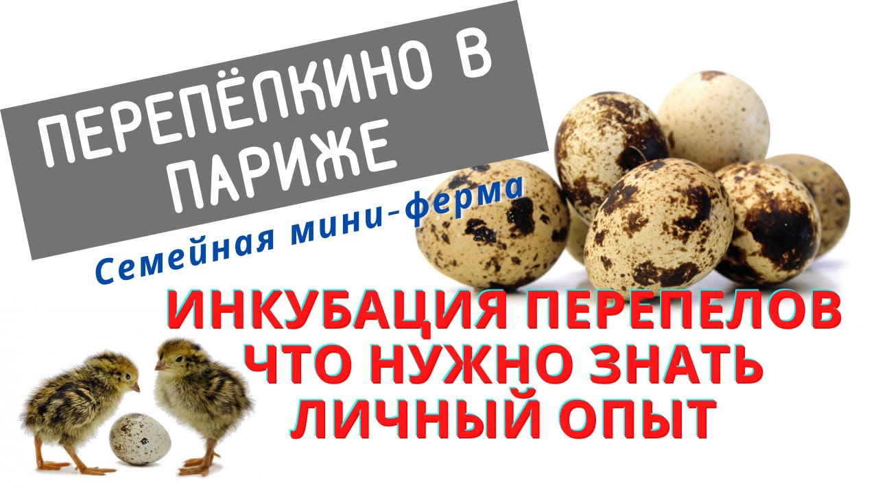 ИНКУБАЦИЯ ПЕРЕПЕЛОВ. ТЕМПЕРАТУРА, ВЛАЖНОСТЬ, ВОЗДУХООБМЕН. ЛИЧНЫЙ ОПЫТ.