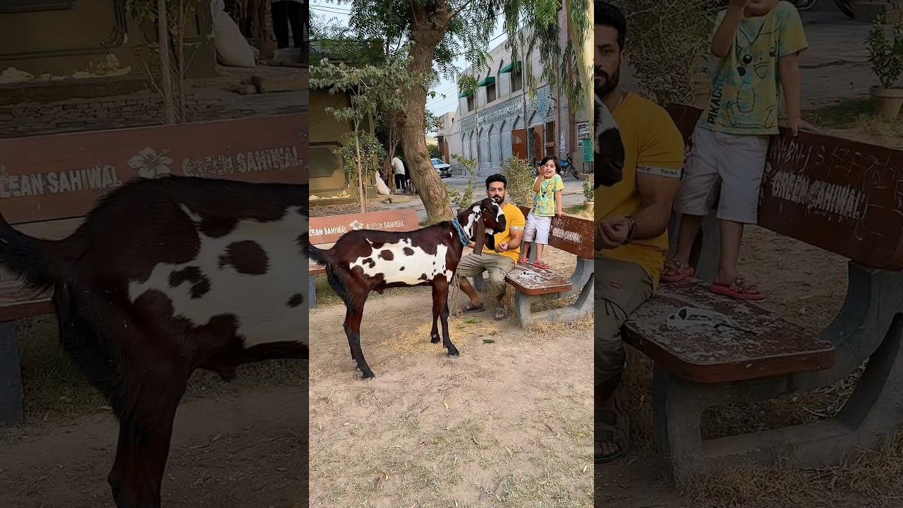 qurbani ke janwsr ka mezaq nhi urate #qurbani #viralvideo #shortfeed #ytshorts #goat #bakra