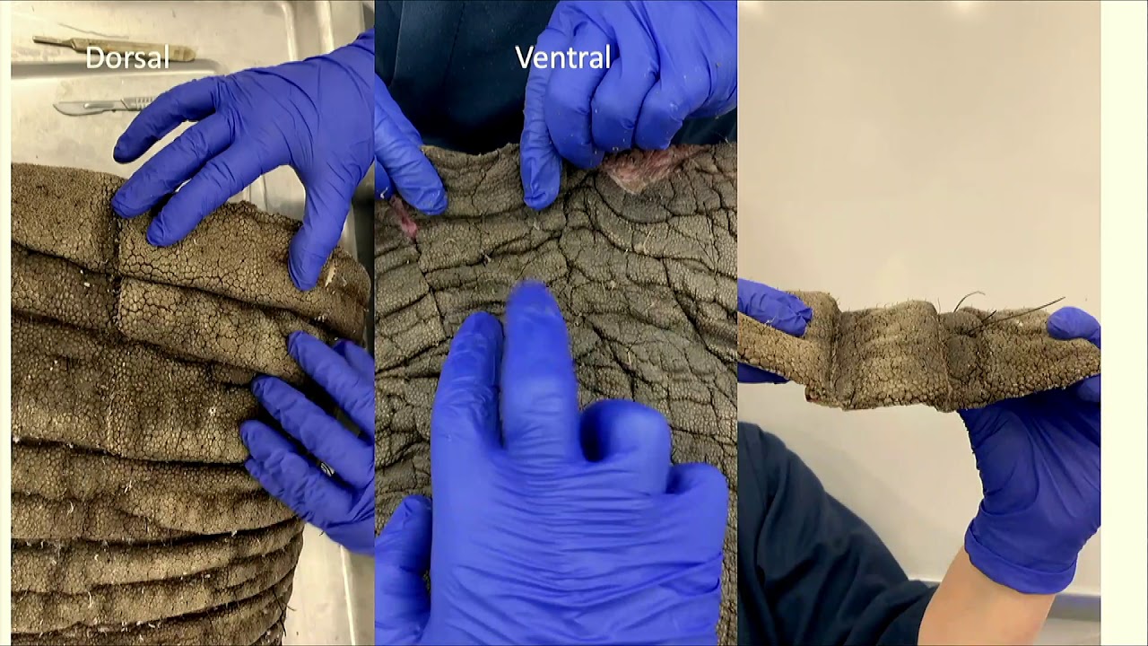 Mechanics of Elephant Trunks